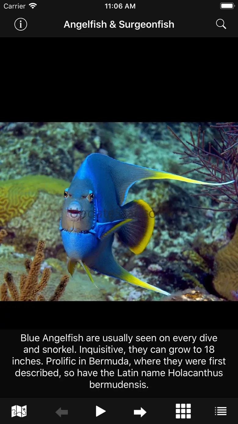 Bermuda Reef Life HD 3.01