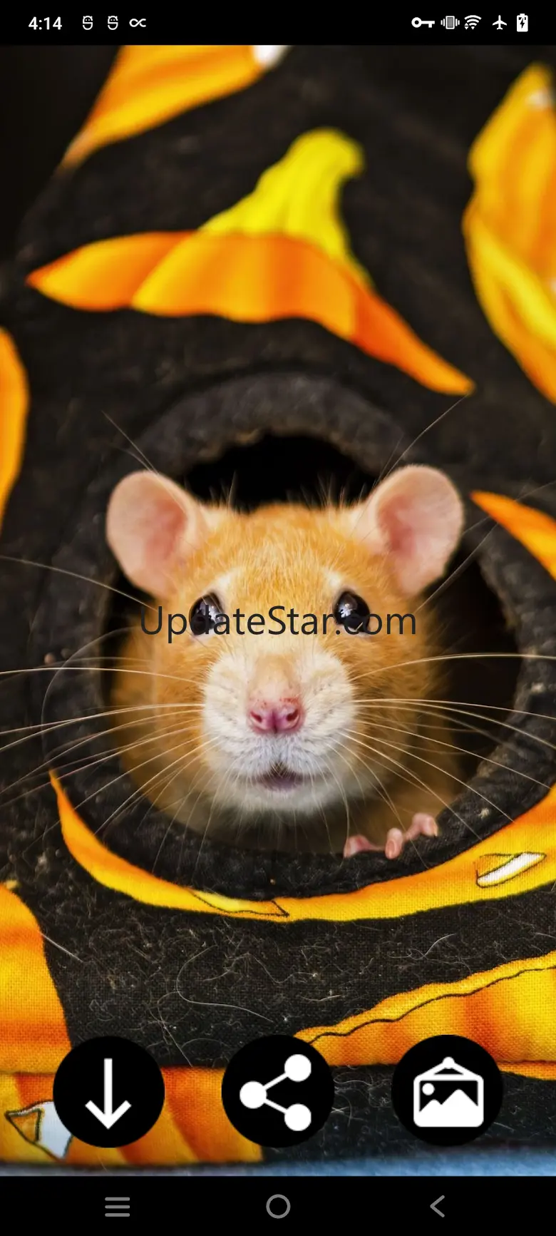 Hamster Wallpapers 4.0.hamster