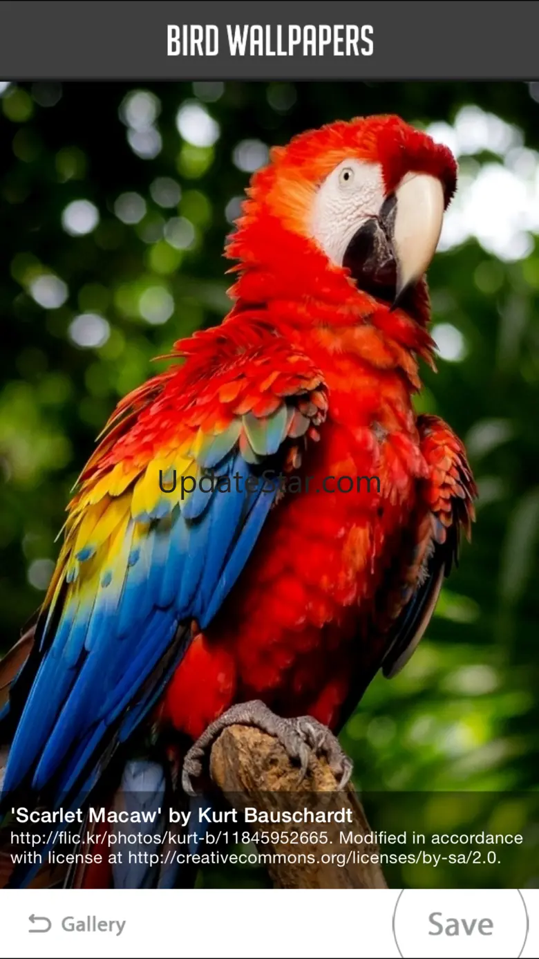 Bird Wallpapers 1.1