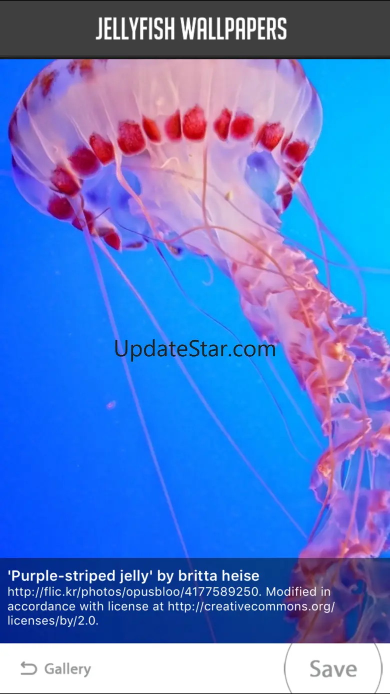 Jellyfish Wallpapers 1.0