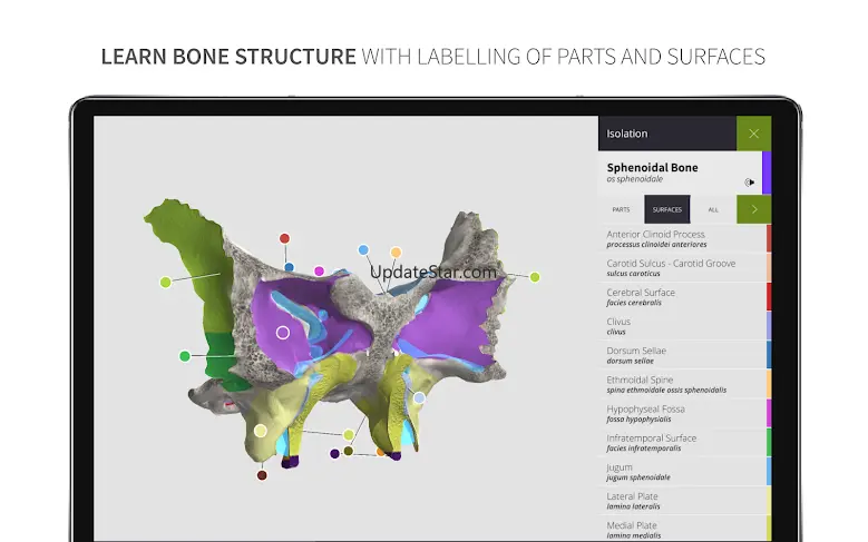 Anatomyka Skeleton 2.0.0