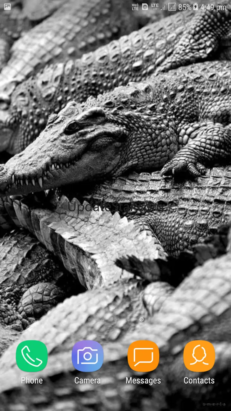 Crocodile Wallpapers