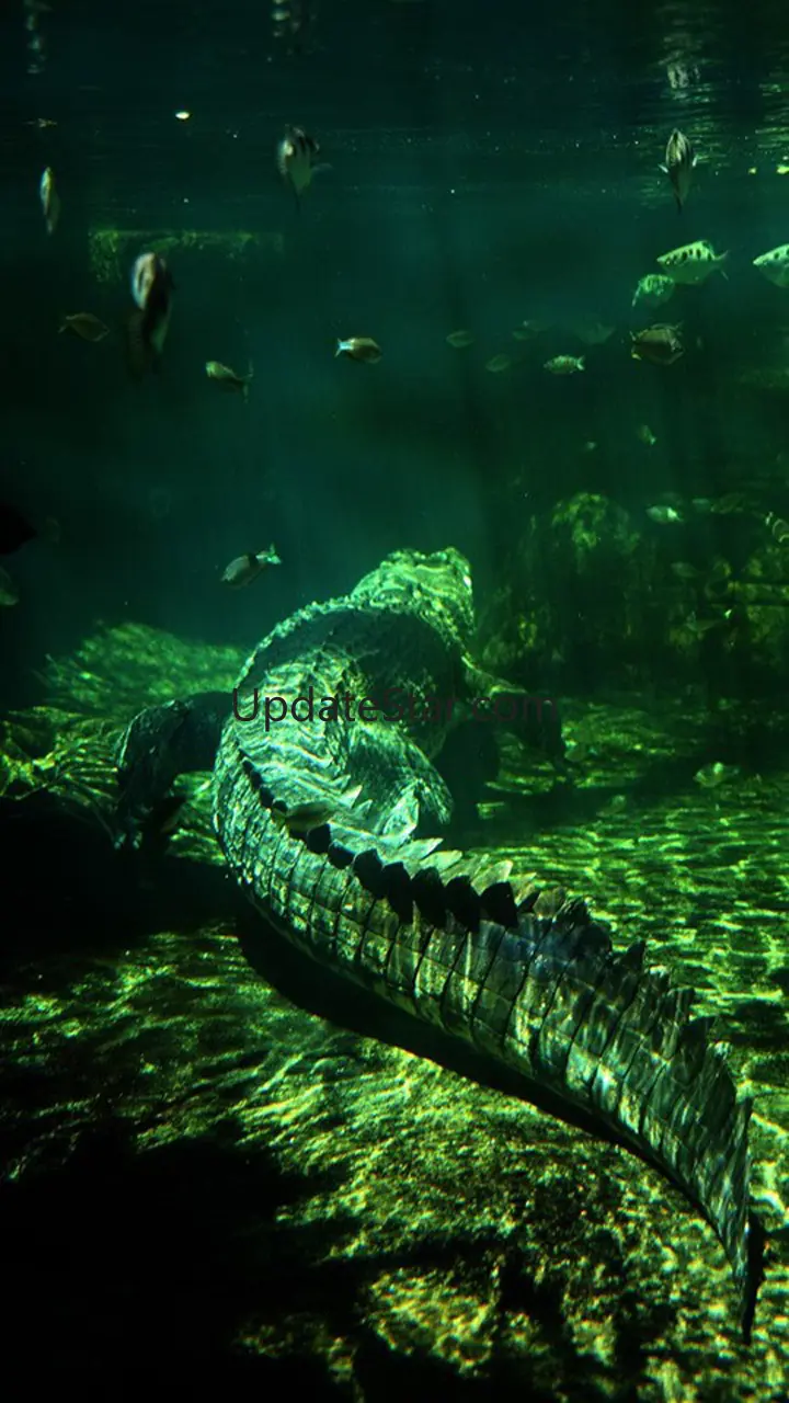 Crocodile Wallpapers