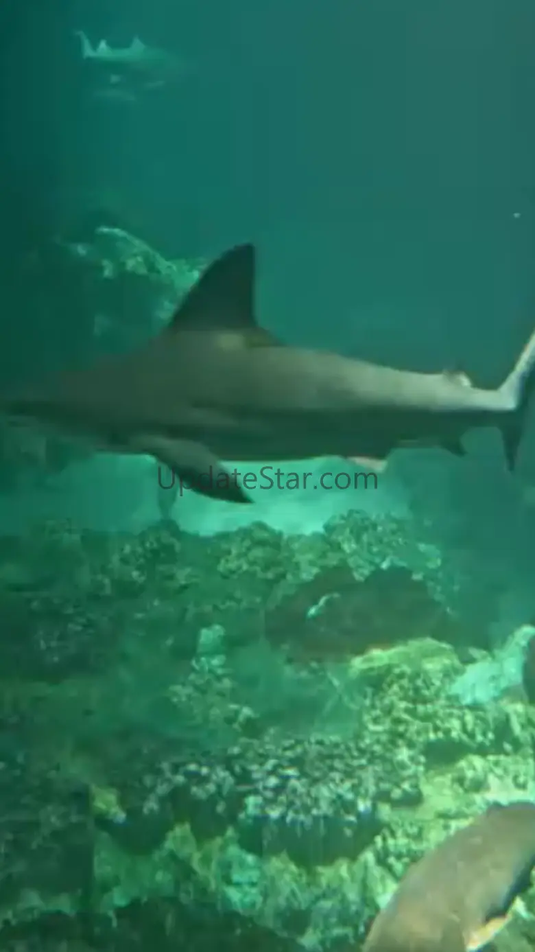 Watch Real Live Sharks 1.0