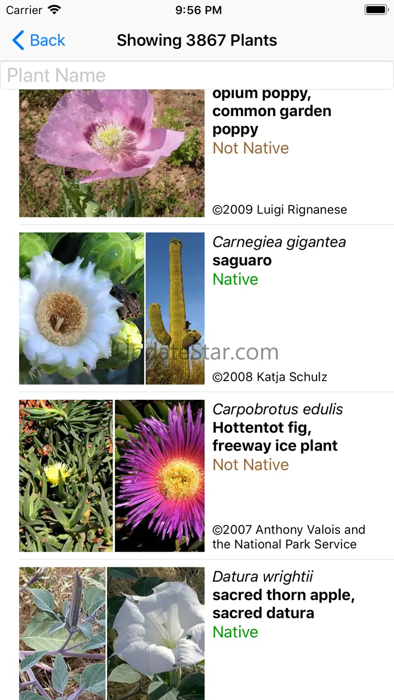 South California Wildflowers 9.1