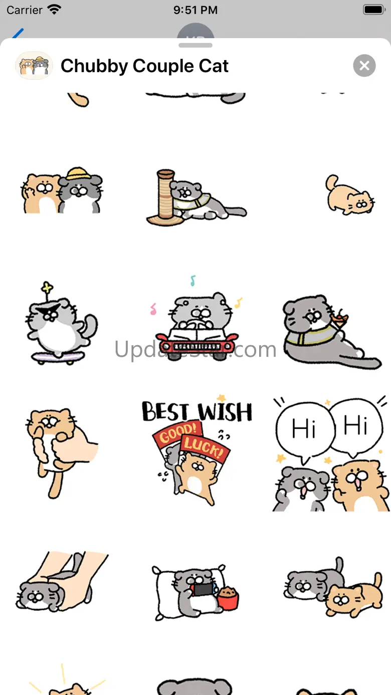 Chubby Couple Cat Animated 1.0