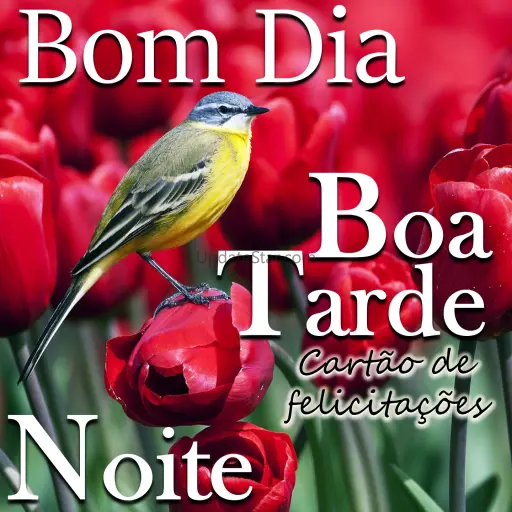 Bom dia Boa Tarde Toa Noite 1