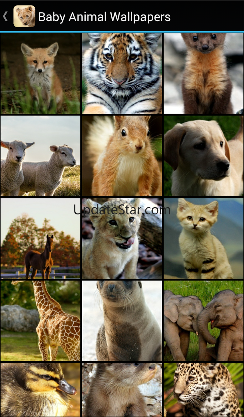 Baby Animal Wallpapers 1.1