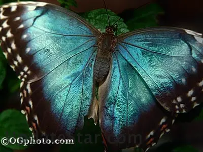 Butterflies of the World Screen Saver and Wallpaper 3.3