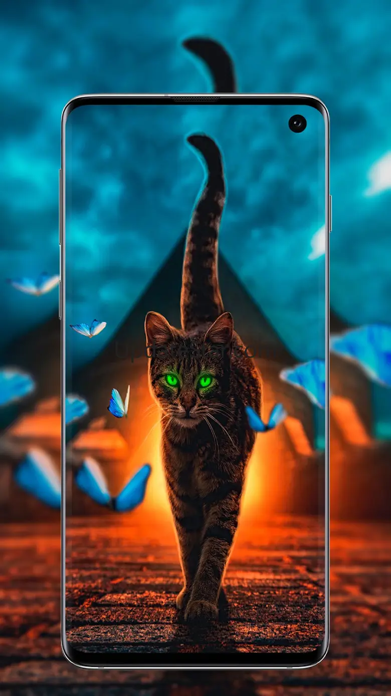 Cute Cats wallpapers 1.6