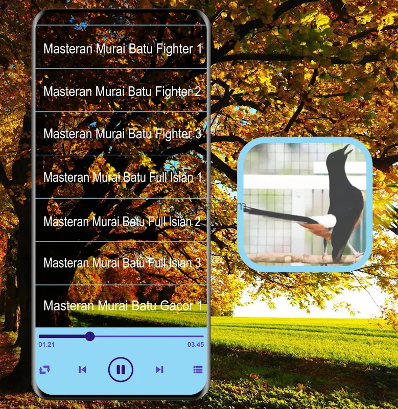 Masteran Kicau Murai Batu Mp3 17.0