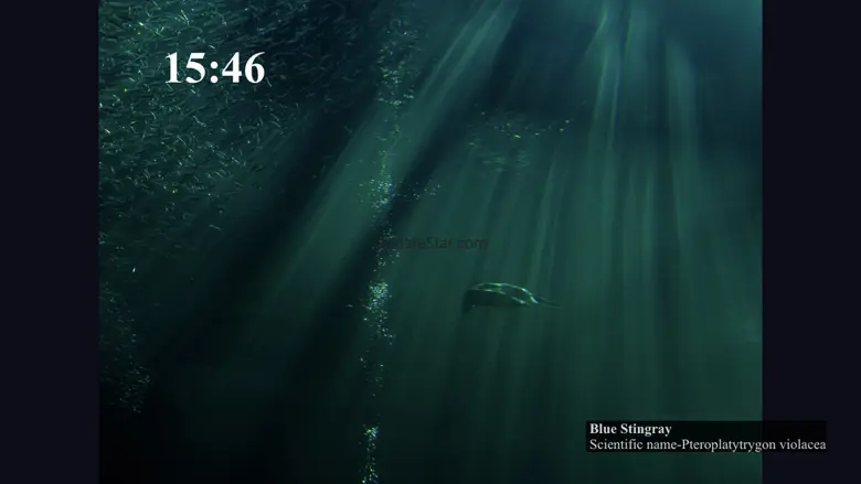 Fish in Aquamarine-FUKUSHIMA 2.01