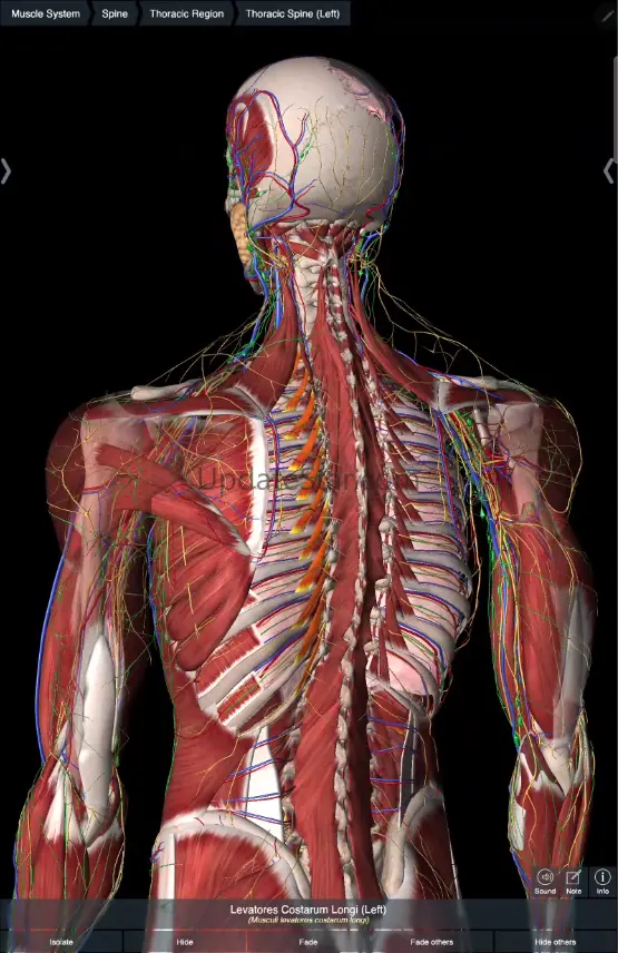 Essential Anatomy 5 5.0.11