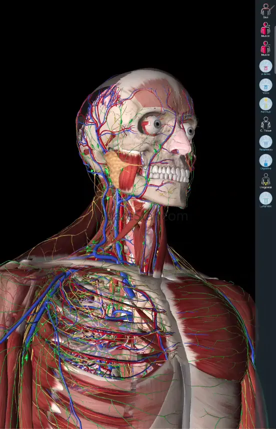 Essential Anatomy 5 5.0.11