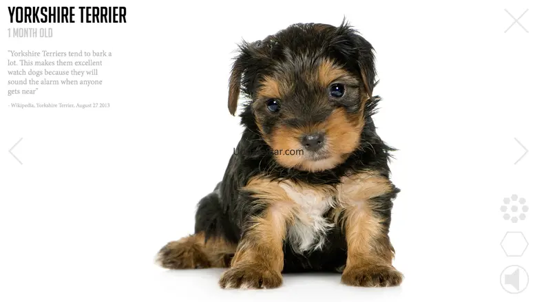 Puppies and Kittens 1.6