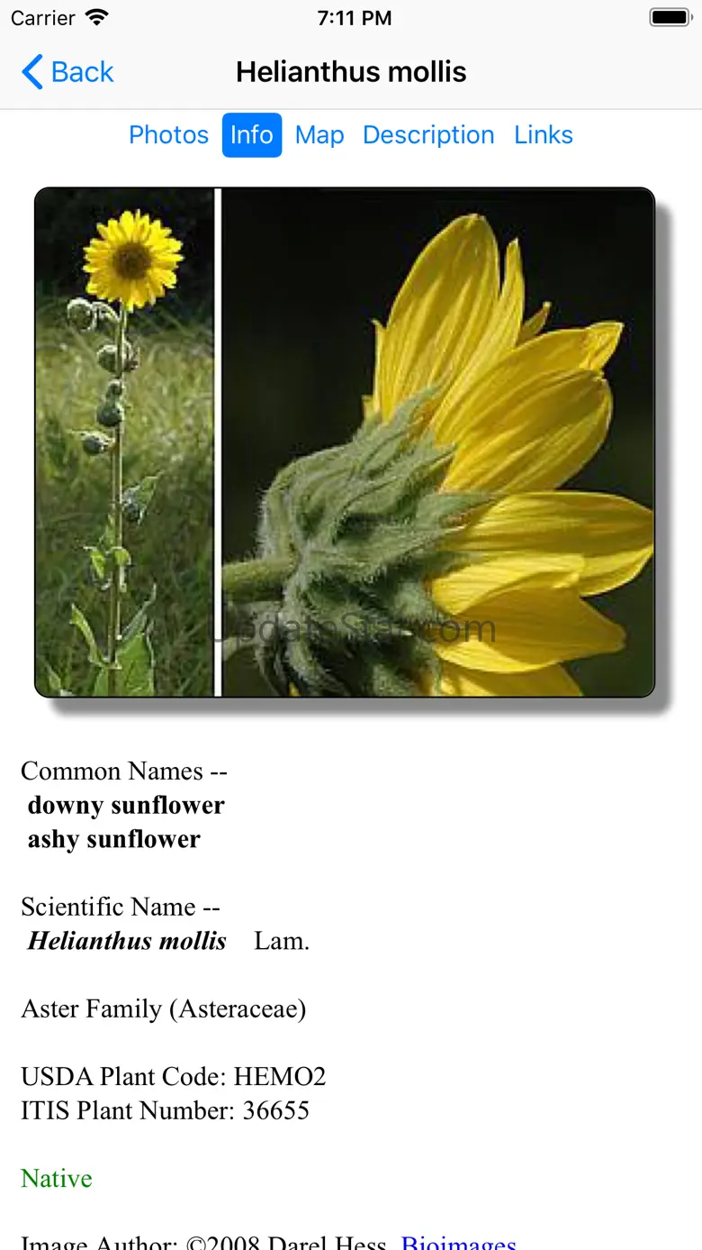 Kansas Wildflowers 9.1