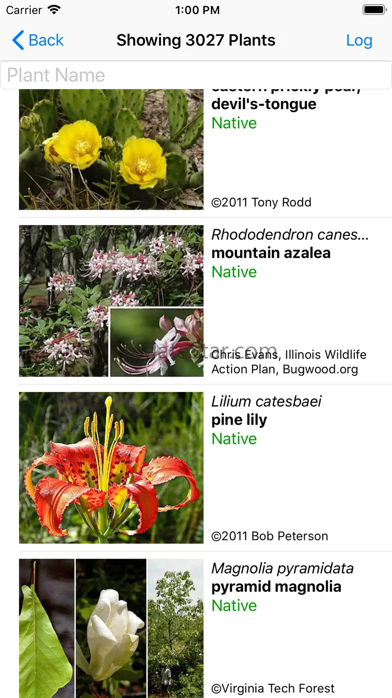 Alabama Wildflowers 9.1