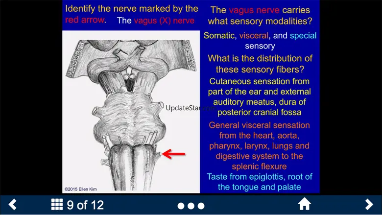 Neuroanatomy - SecondLook 3.1
