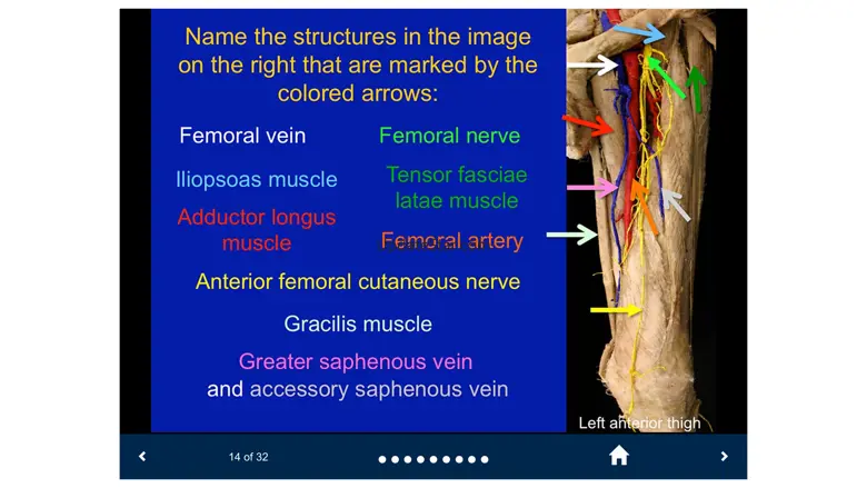 MSK Anatomy - SecondLook 3.0.4