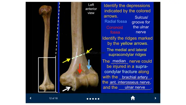 MSK Anatomy - SecondLook 3.0.4