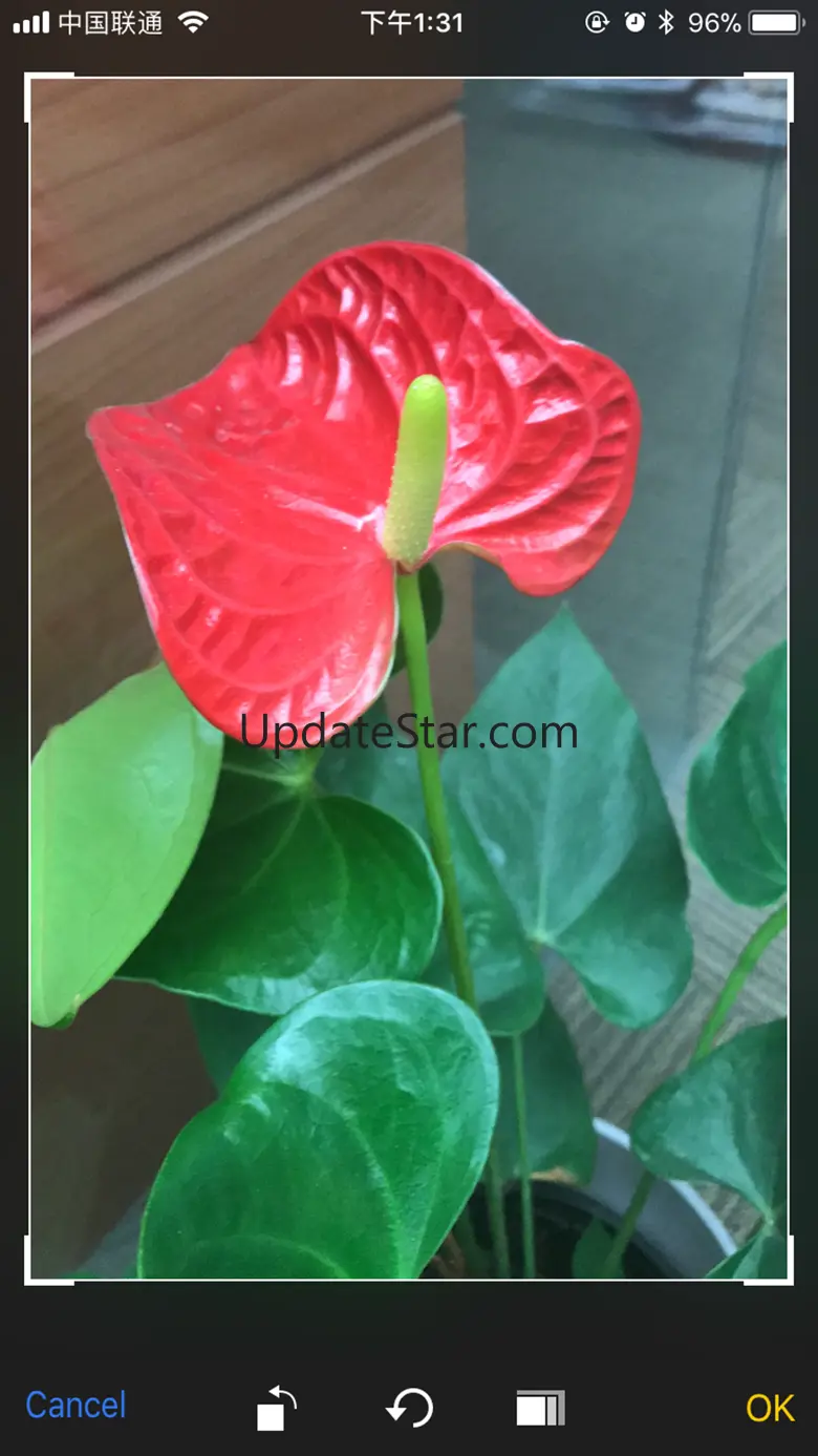 iFlowers - Plant identifier 1.90