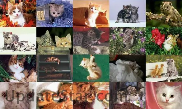 Cats Photo Screensaver 1.0