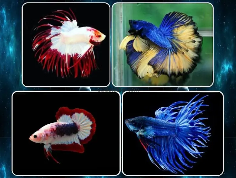 various betta fish 1.0