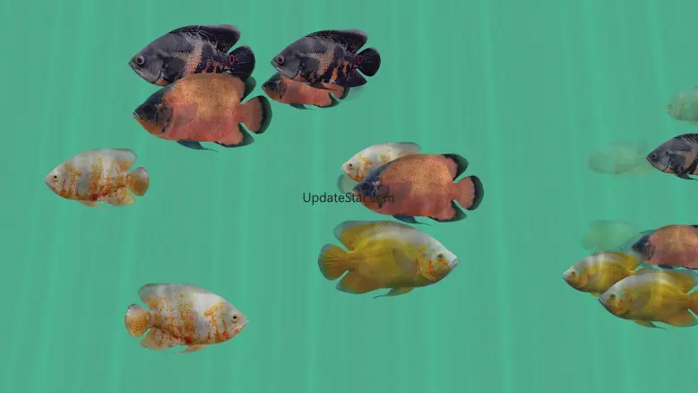 Oscar Fish Aquarium TV Live 1.1