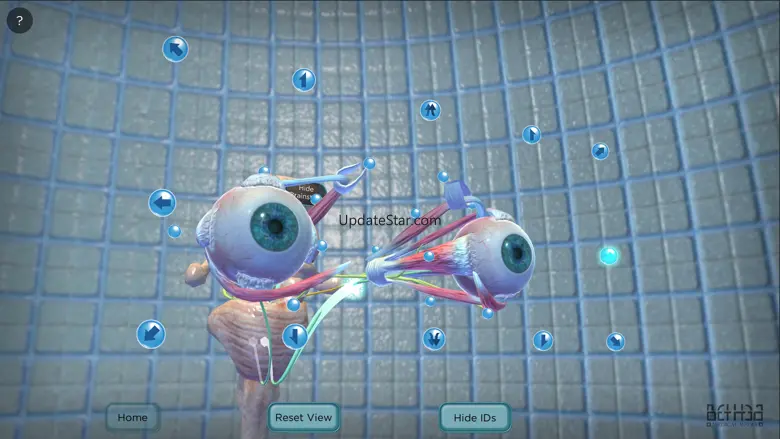 The Extraocular Muscles 1.0