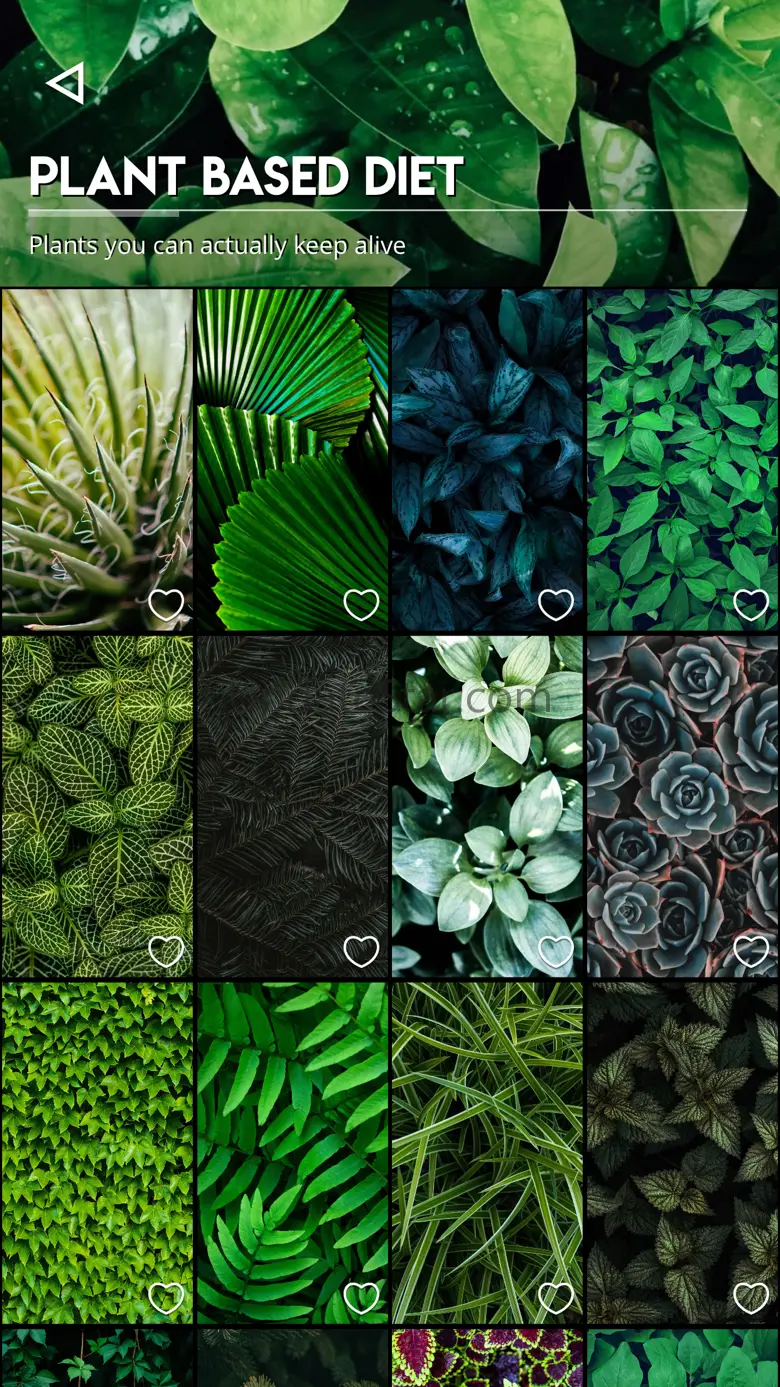 Kuvik Wallpapers 1.0