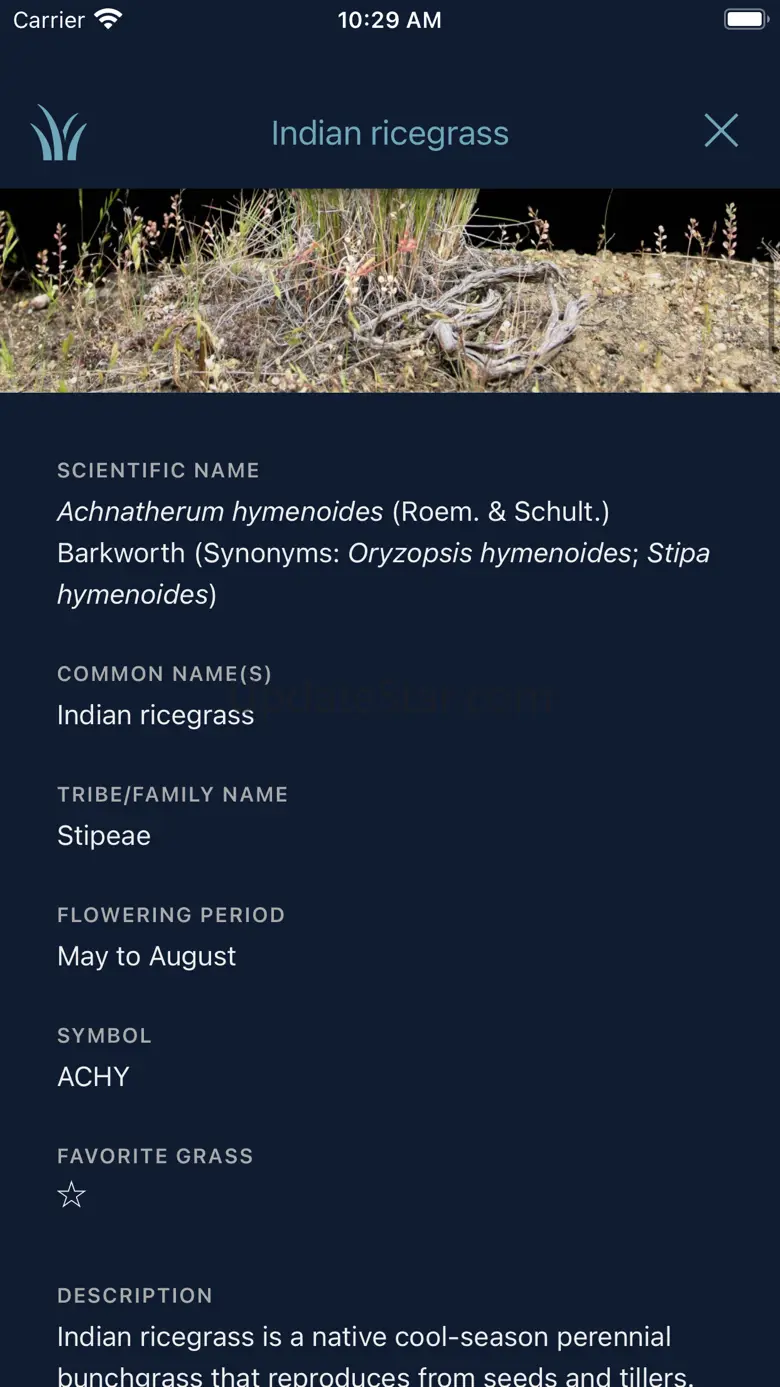 California Grasses 1.3.3