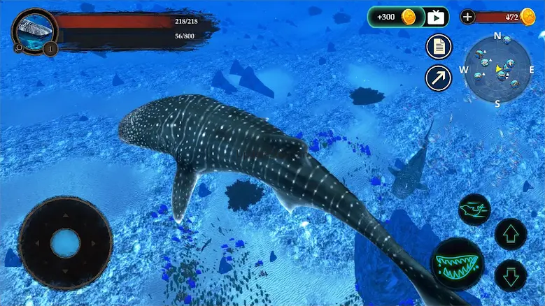 The Whale Shark 1.0.9
