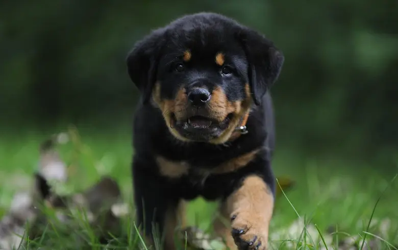 Rottweilers dog wallpapers 1.95
