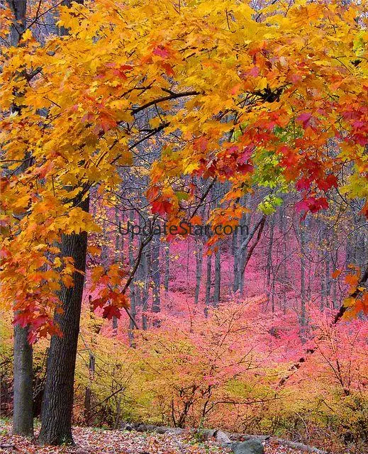 Jigsaw Puzzles Real Jigsaws 7.1.8