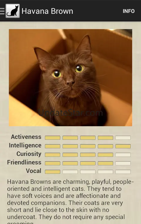 Cat Breeds
