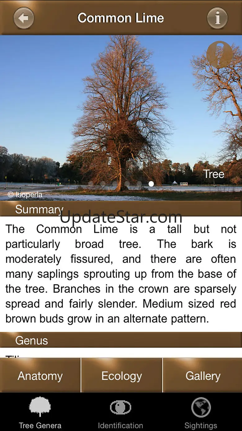 Winter Tree Id - British Isles 9.0