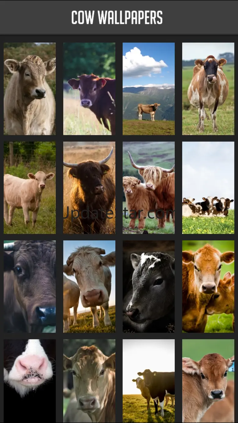 Cow Wallpapers 3.0.0