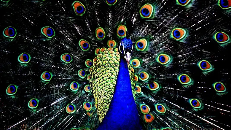 Peacock Wallpapers 2.0.0