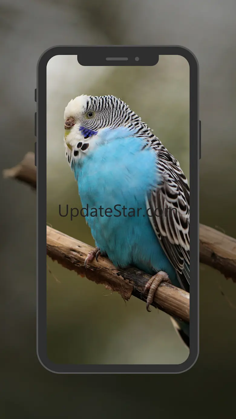 Budgie Wallpapers 3.2.2