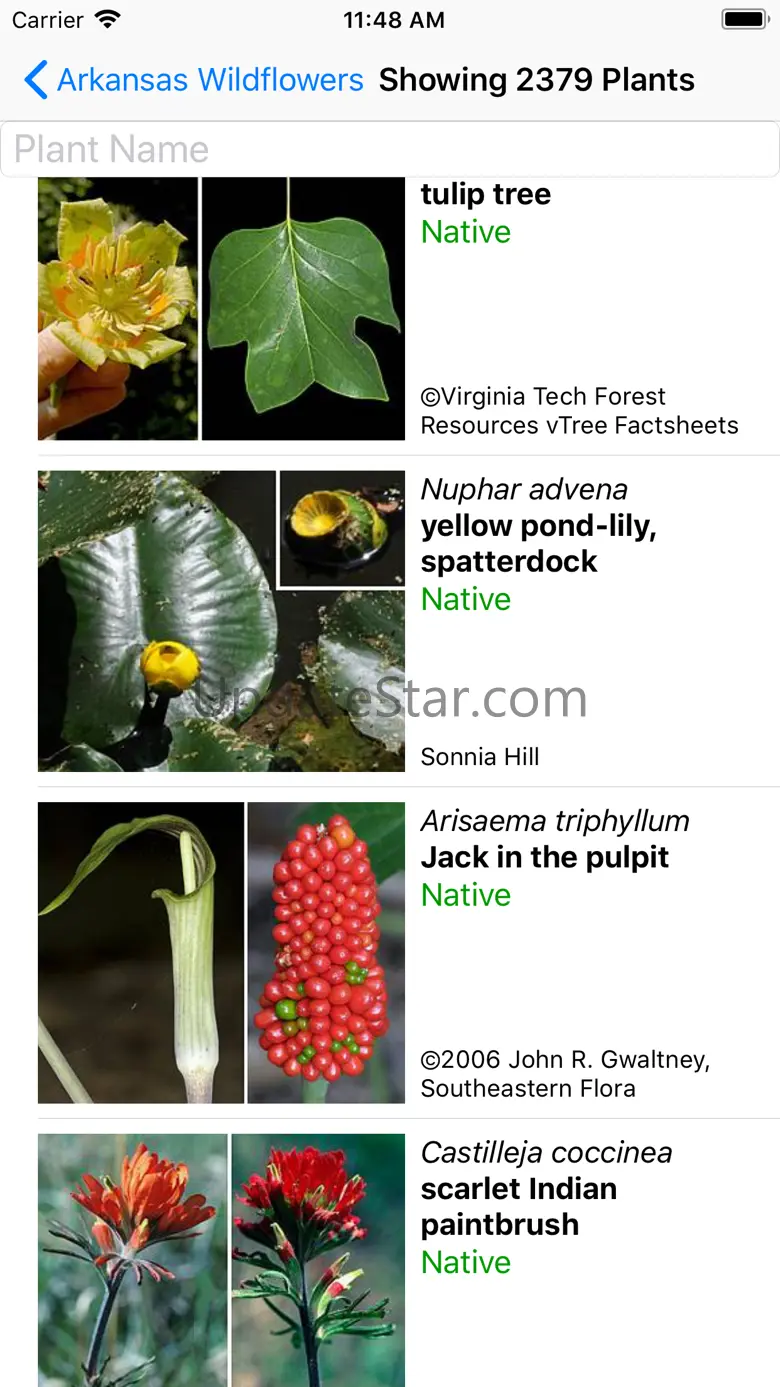 Arkansas Wildflowers 9.1