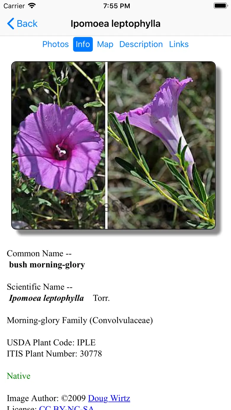 Oklahoma Wildflowers 9.1
