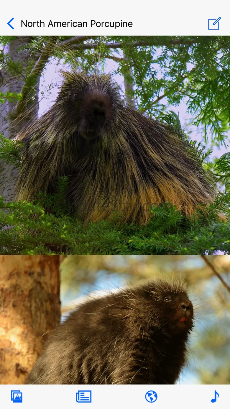 Stuarts North American Mammals 1.2.1
