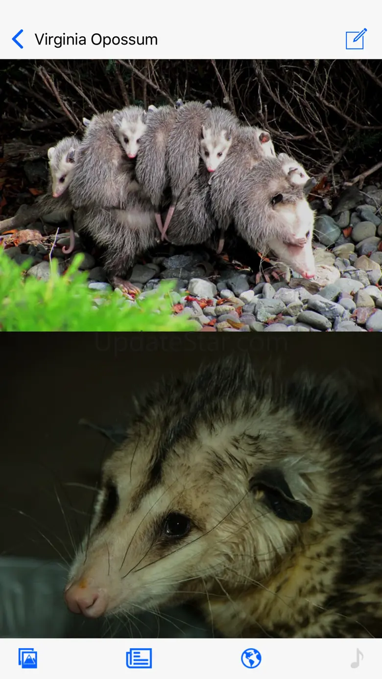 Stuarts North American Mammals 1.2.1