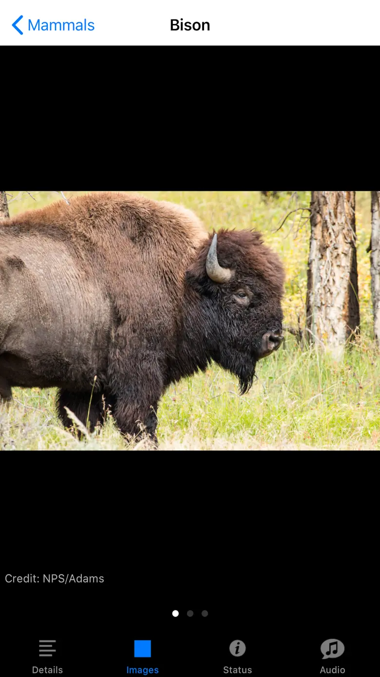 Yellowstone NP Field Guide 1.3