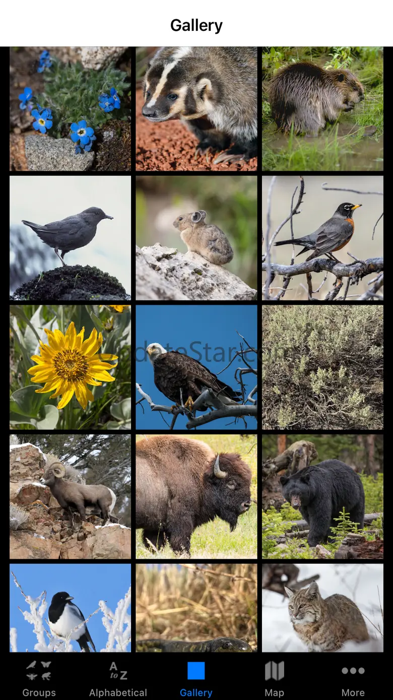 Yellowstone NP Field Guide 1.3
