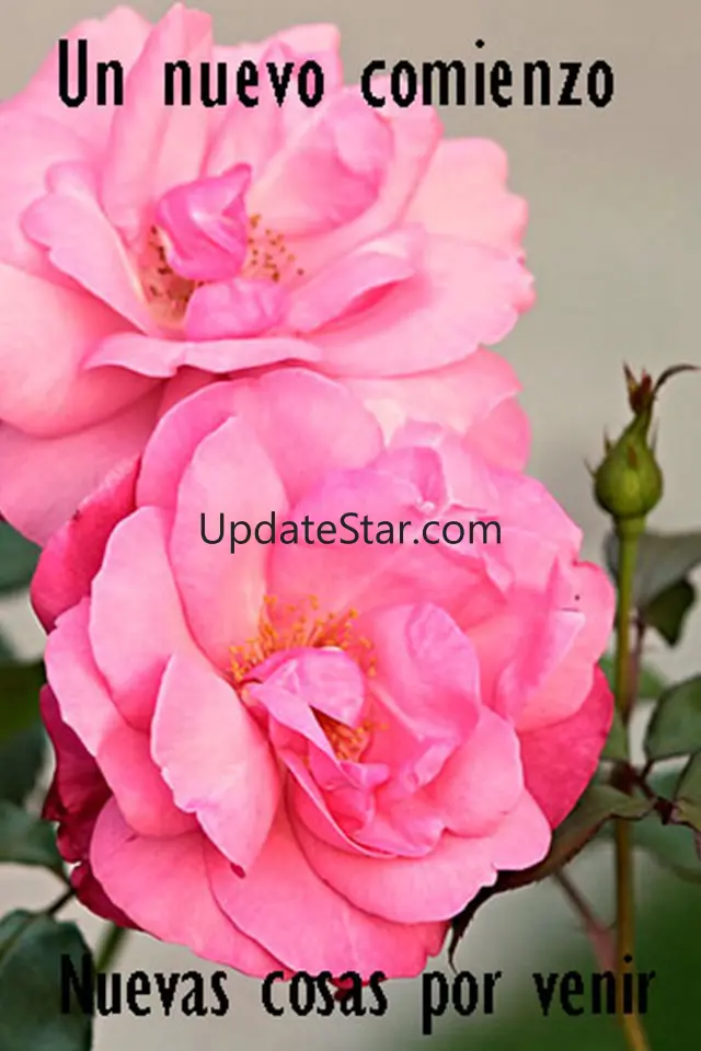 Rosas, Con Frases Bonitas
