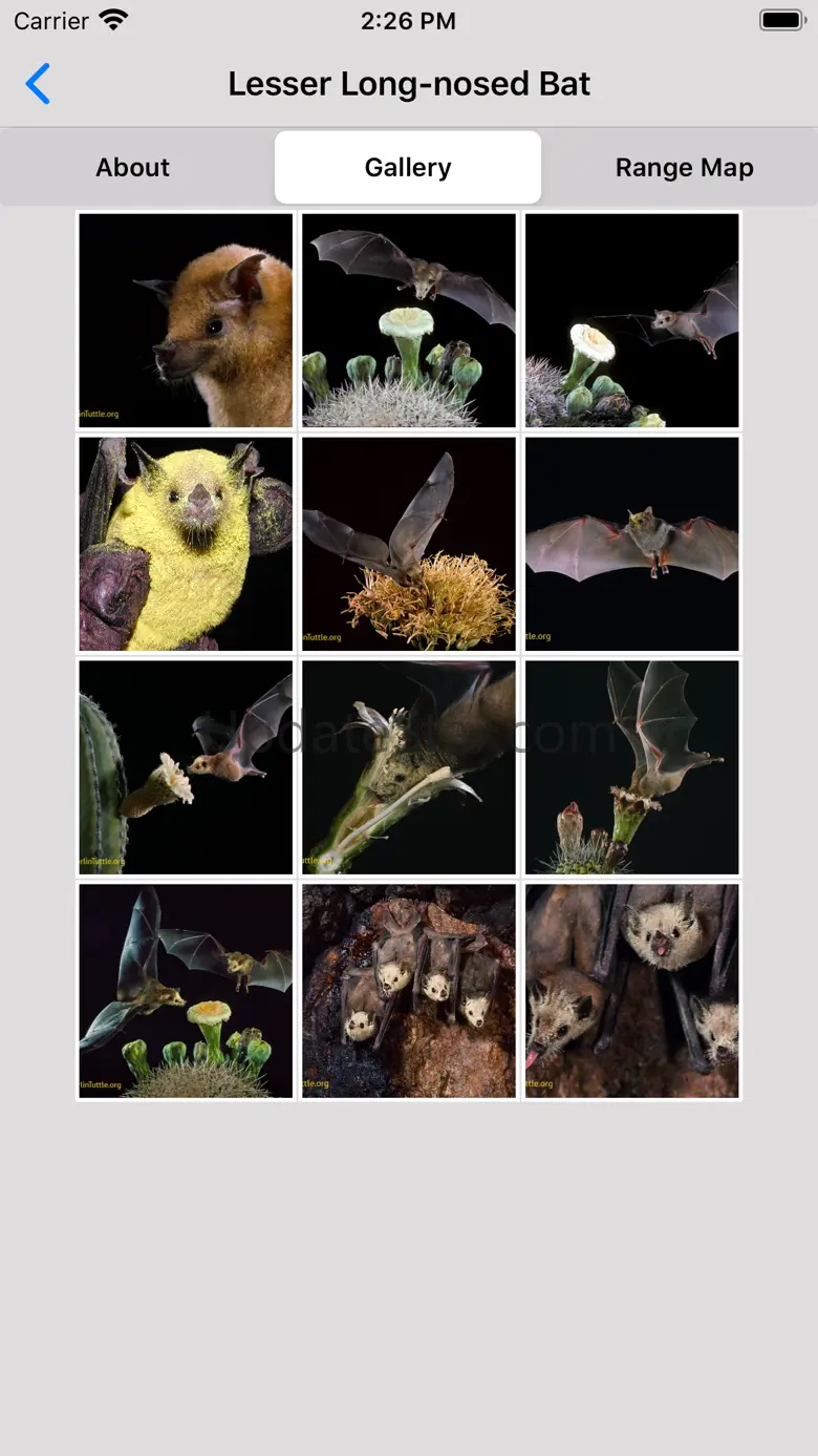 The Bat App 1.1