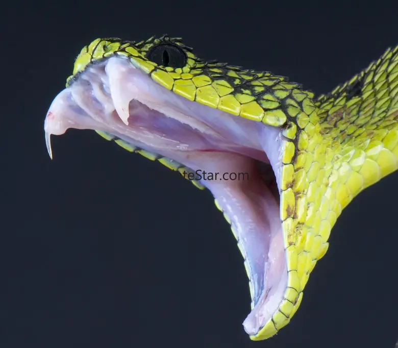 2020 Snake On Screen Prank 1.0