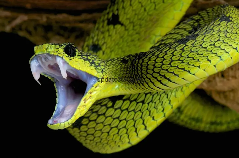 2020 Snake On Screen Prank 1.0