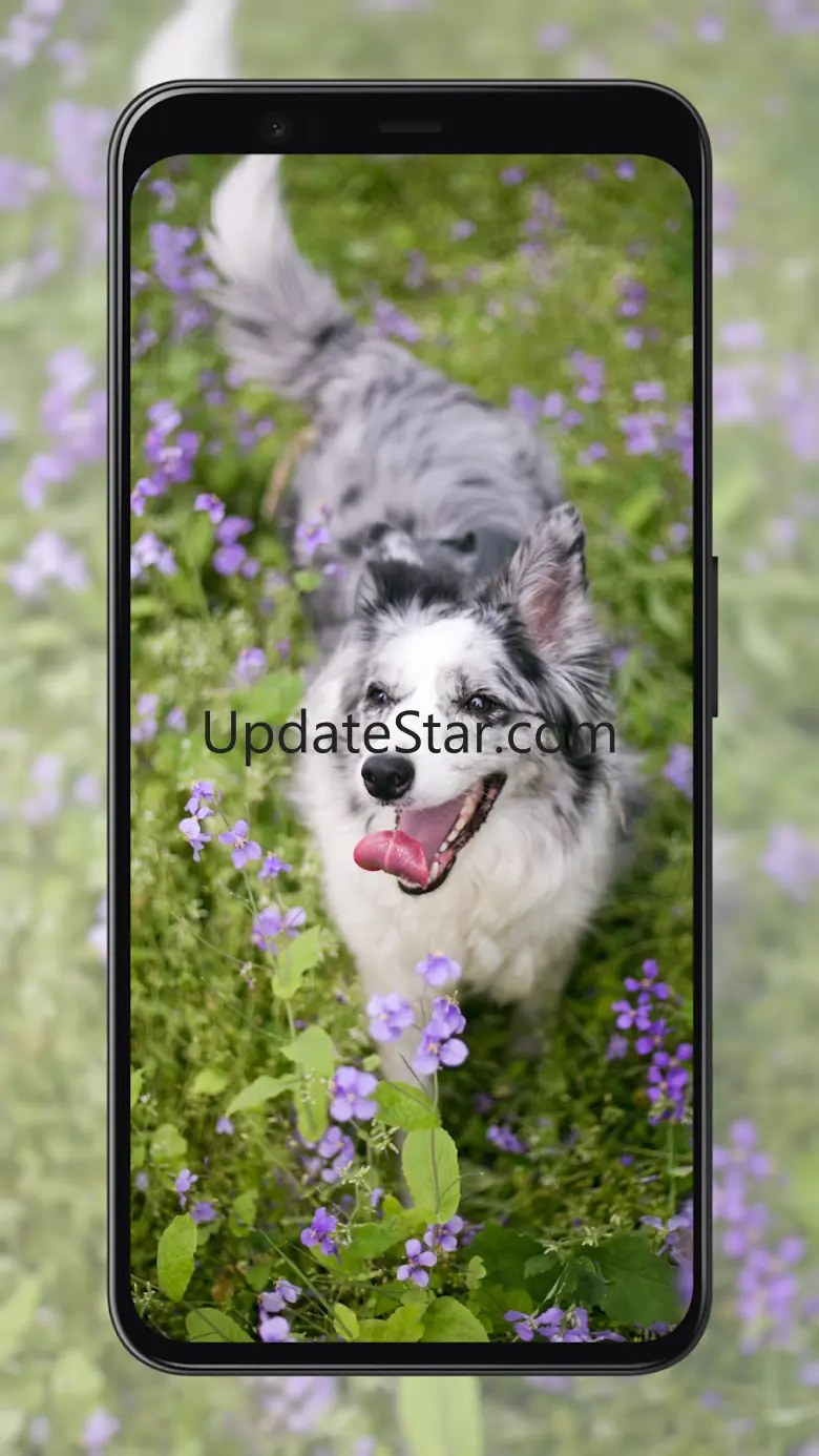 Dog Wallpapers 4.3.1